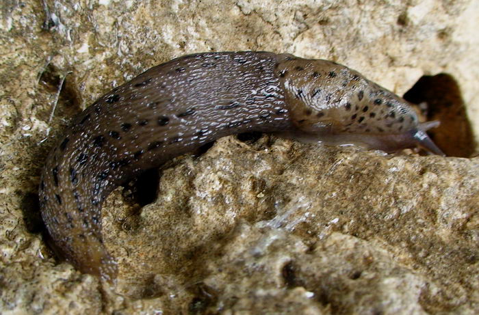 Variazioni di colore in Limax sp da Cassino